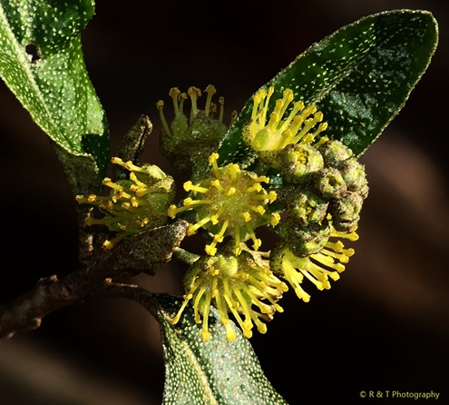 {Croton alabamensis}